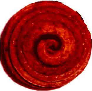 Samenkapsel Spirale rot